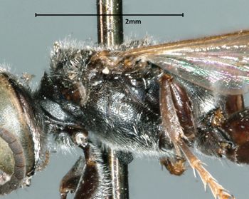 Media type: image;   Entomology 25699 Aspect: thorax lateral
